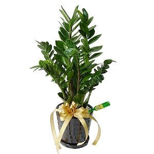 Father's Day Gifts  fathers-day-gift-4313