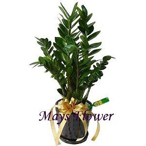 Green Plant Rich Bamboo plants0014