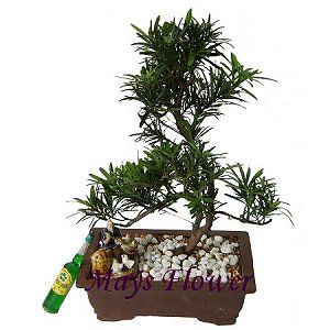 Green Plant Rich Bamboo plants0015