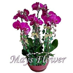 ���˸`������x mothers-day-flower-2651