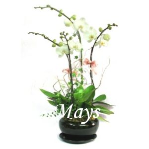 �������� orchid-0120