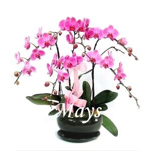 �������� orchid-0130
