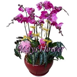 �������� orchid-0160