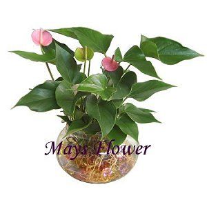 Green Plant Rich Bamboo plants0010