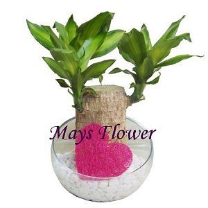 Green Plant Rich Bamboo plants0011