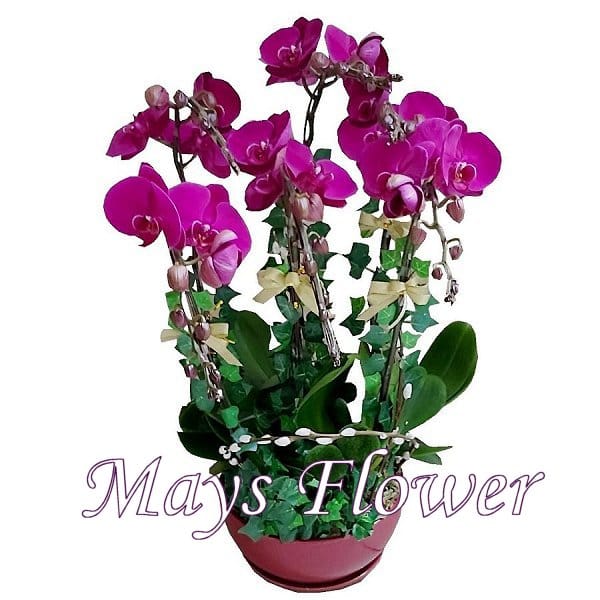 Mother's Day Flower - mothers-day-flower-2651